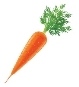 картинки морква – Пошук Google | Food, Outdoor decor, Decor